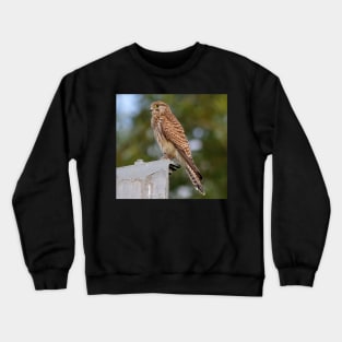 kestrel Crewneck Sweatshirt